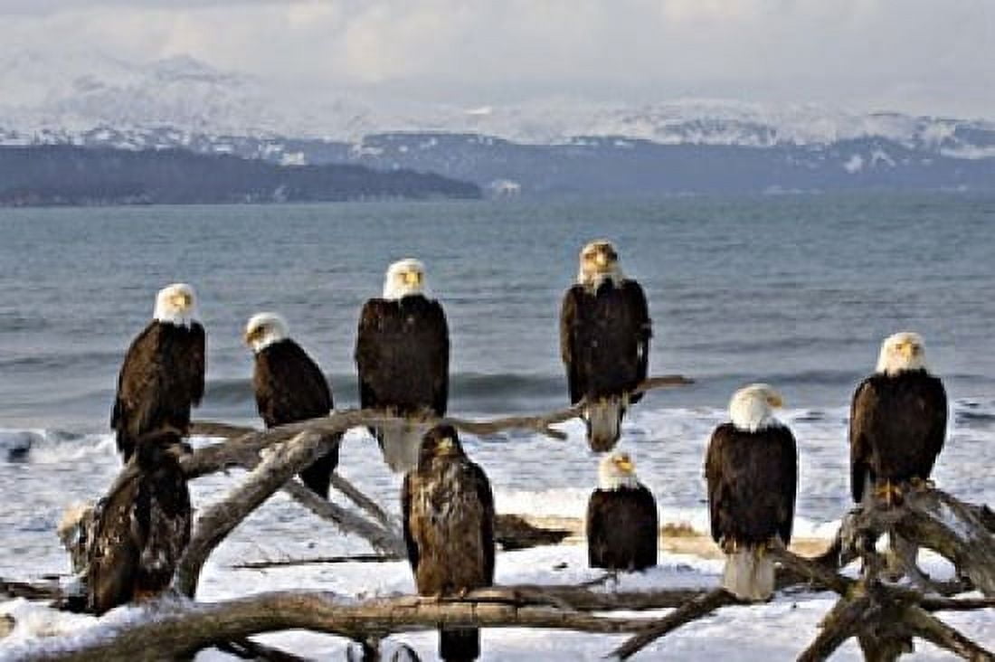 Bald Eagles in Winter Homer Alaska Canvas Art - Charles Sleicher DanitaDelimont (36 x 25)