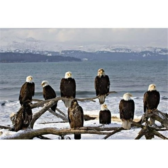 Bald Eagles in Winter Homer Alaska Poster Print by Charles Sleicher, 18 x 12