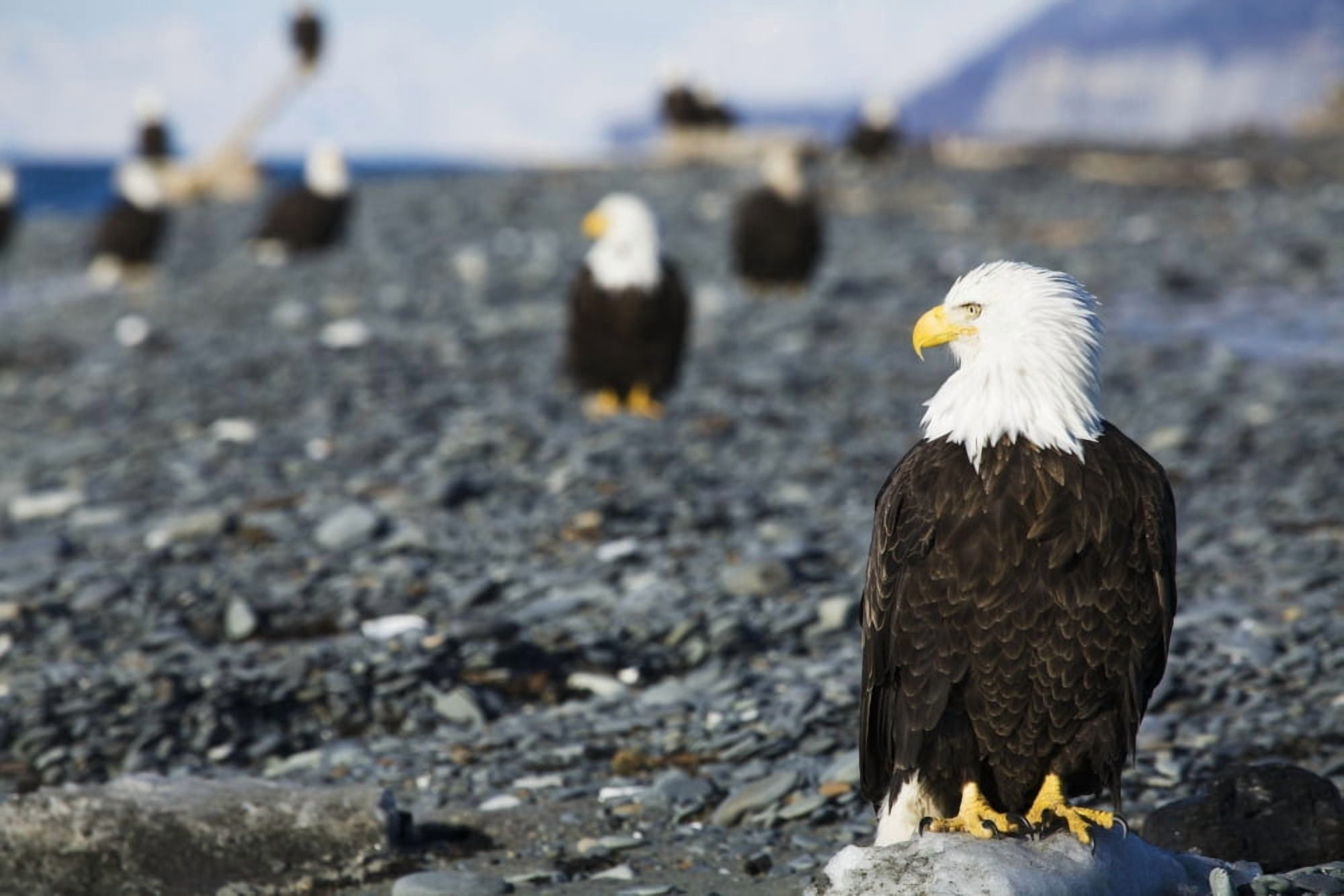 Bald Eagles standing on the shore of Kachemak Bay on the Homer Spit Kenai Peninsula Southcentral Alaska Canvas Art - Lucas Payne Design Pics (38 x 24)