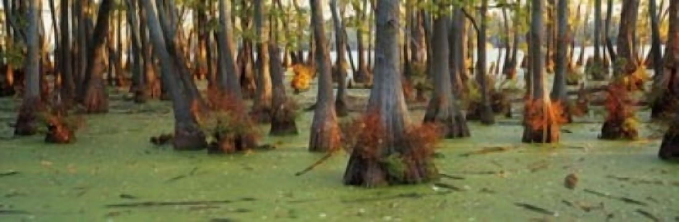 Bald cypress trees (Taxodium disitchum) in a forest Illinois USA Canvas Art - Panoramic Images (36 x 12)