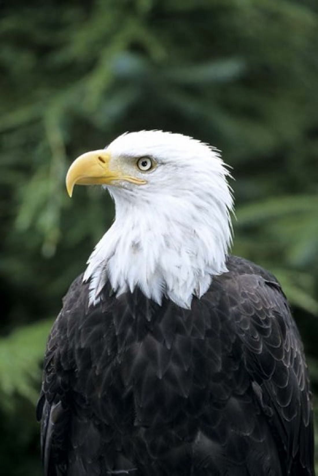 Bald eagle British Columbia Canada Canvas Art - Michael DeFreitas DanitaDelimont (18 x 27)