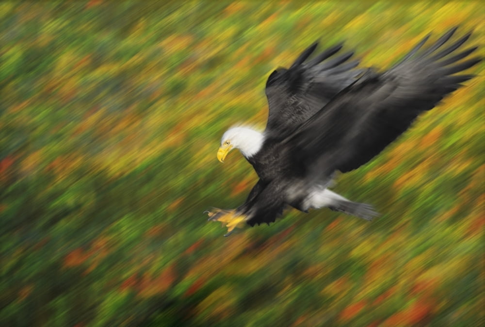 Bald eagle (haliaeetus leucocephalus) diving for prey with extended talonsBritish columbia canada Canvas Art - Thomas Kitchin & Victoria Hurst Design Pics (18 x 12)