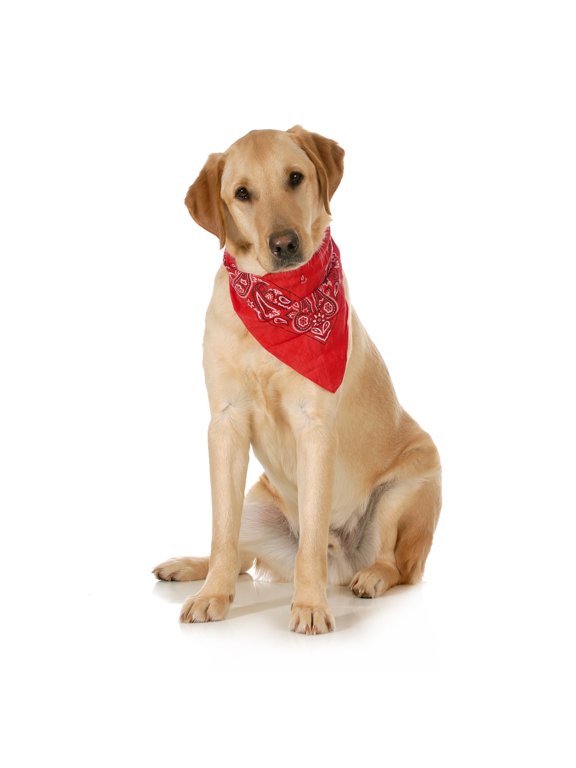 5-Pack Paisley Cotton Dog Scarf Triangle Bibs - XL & Washable (Red)