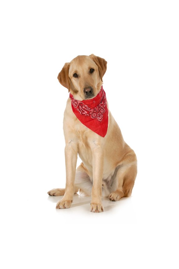 5-Pack Paisley Cotton Dog Scarf Triangle Bibs - XL & Washable (Red)