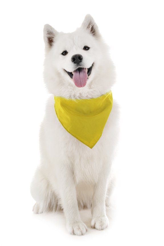 Dog Solid Cotton Bandanas - 5 Pieces - Scarf Triangle Bibs for Any Small,