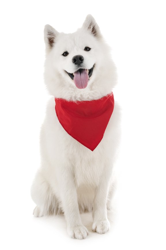 Dog Solid Cotton Bandanas - 5 Pieces - Scarf Triangle Bibs for Any Small,