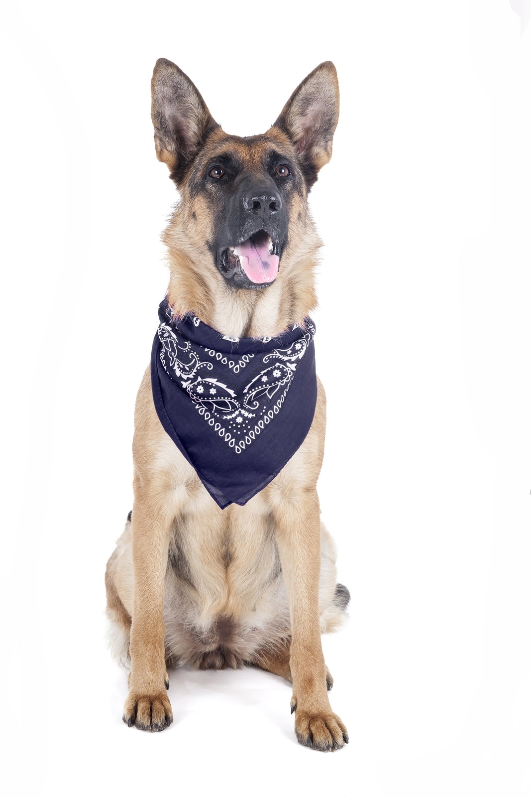 Balec Paisley Polyester Pets 6 Pack Dogs Bandana Triangle Shape  - Oversized (Blue)