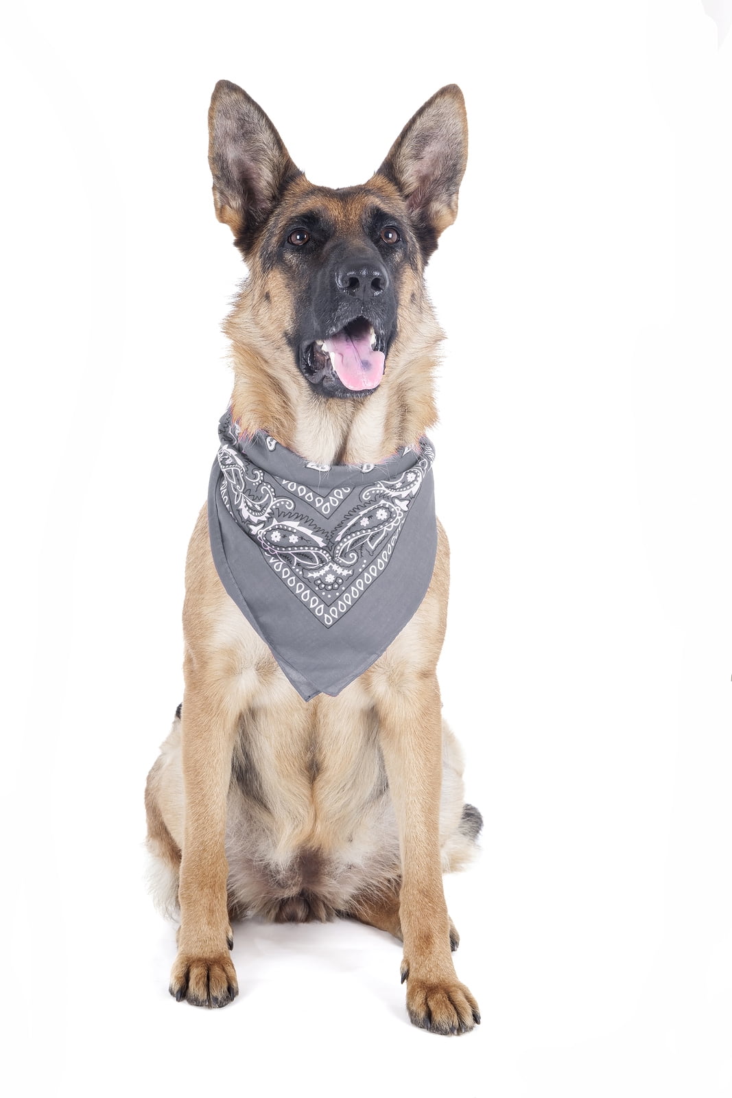 Balec Paisley Polyester Pets 6 Pack Dogs Bandana Triangle Shape  - Oversized (Grey)