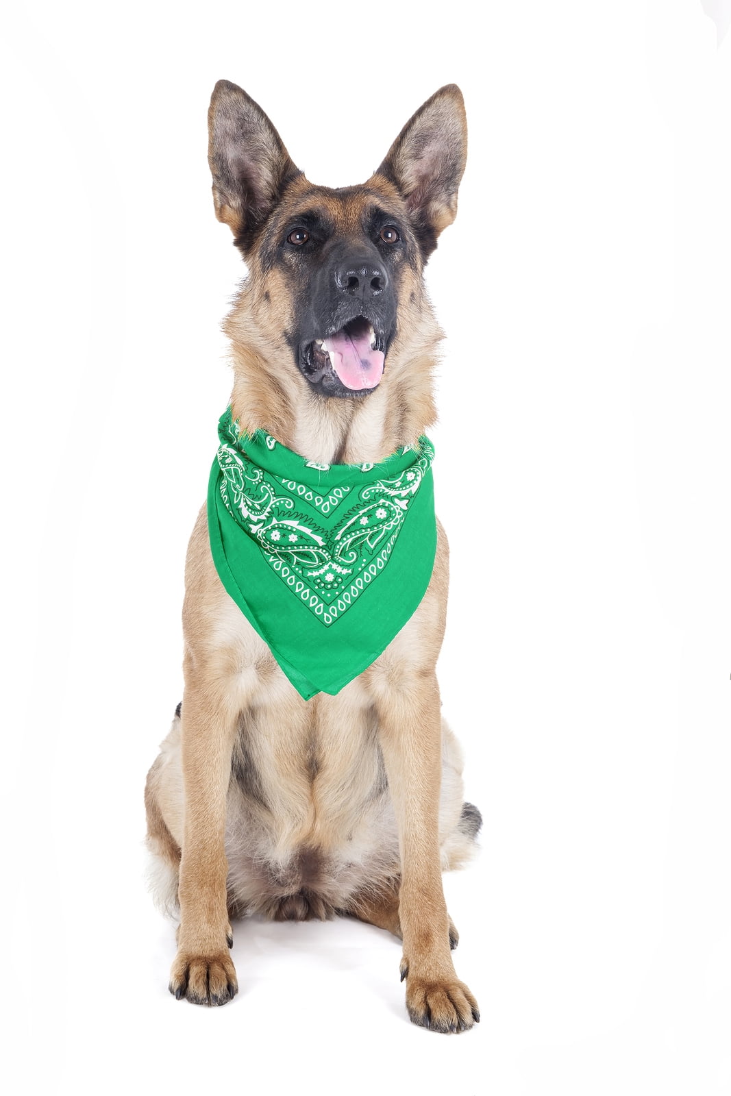 Balec Paisley Polyester Pets 6 Pack Dogs Bandana Triangle Shape  - Oversized