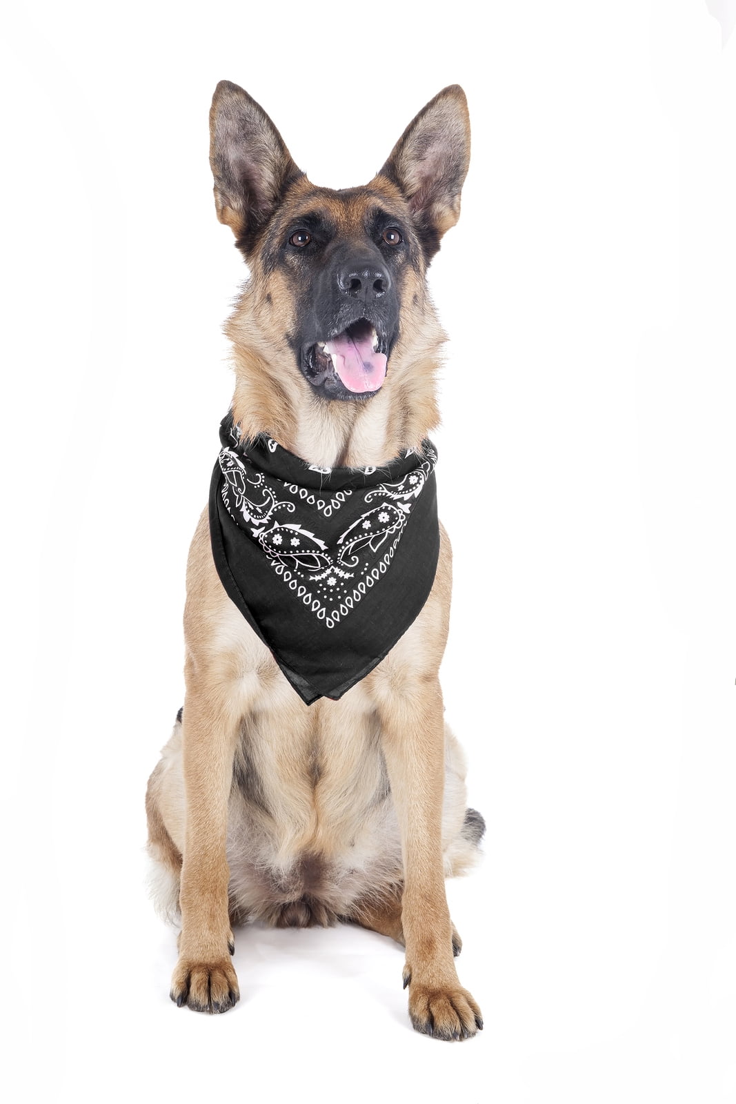 Balec Paisley Polyester Pets 6 Pack Dogs Bandana Triangle Shape  - Oversized