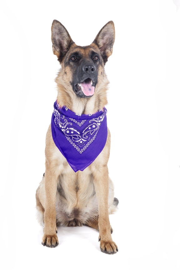 Paisley Polyester Pets 6 Pack Dogs Bandana Triangle Shape - Oversized