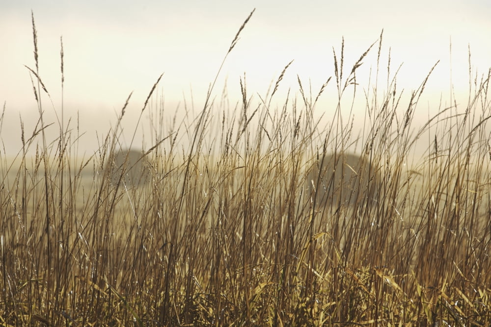 Bales Of Hay In A Field In The Fog Thunder Bay Ontario Canada Canvas Art - Susan Dykstra Design Pics (38 x 24)