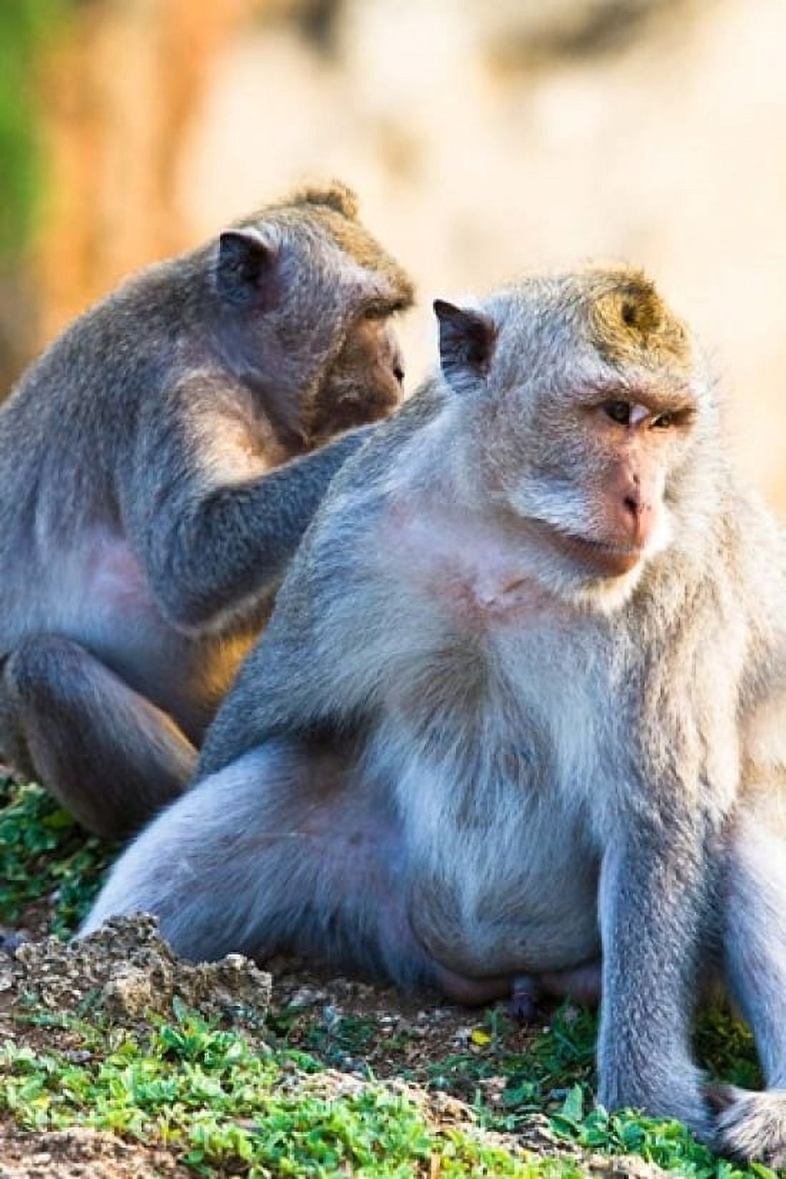 Bali Indonesia monkeys run in the Uluwatu temple Canvas Art - Micah Wright DanitaDelimont (24 x 36)