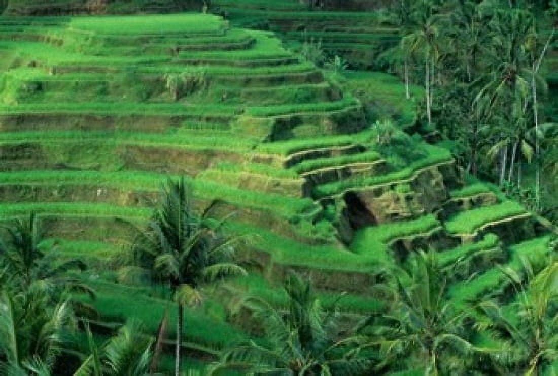 Bali Tegallalan Rice Terrace Canvas Art - John & Lisa Merrill DanitaDelimont (27 x 18)