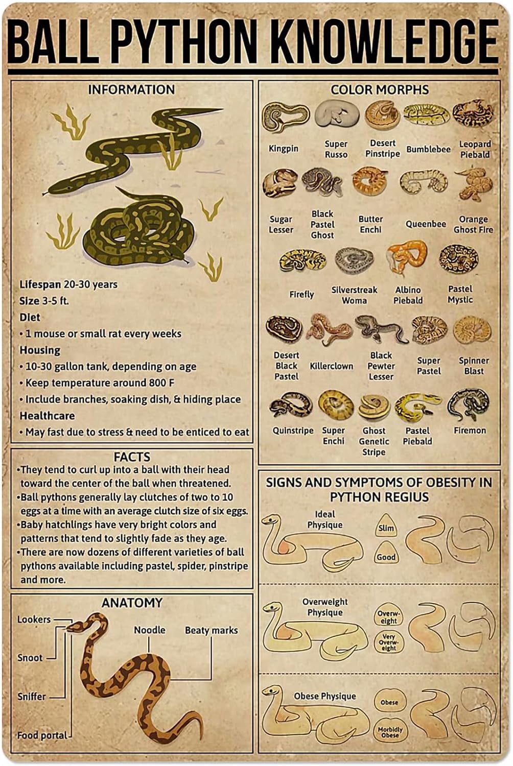 Ball Python Knowledge Metal Tin Sign Information Color Anatomy Chart ...