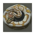 thumbnail image 1 of Ball Python Realism. - Canvas, 1 of 10