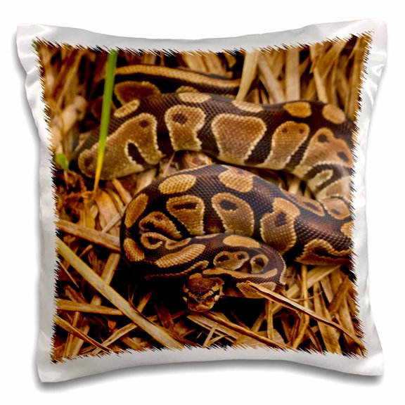 3dRose, Ball python snake, North Carolina, USA - US34 BJY0027 - Jaynes Gallery, 16x16 inch Pillow Case