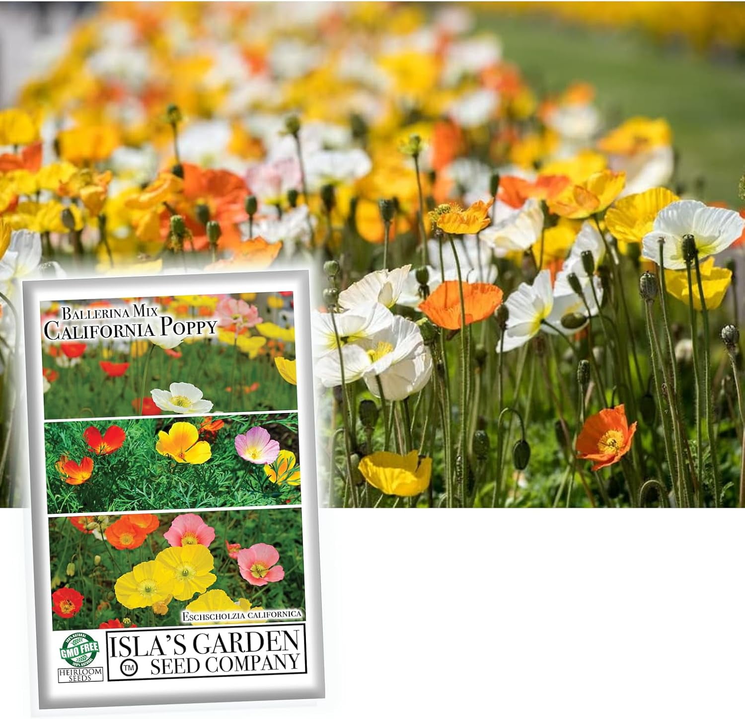 Ballerina California Poppy Mix - California Poppies, 1000+ Flower Seeds Per Packet Scientific Name Eschscholzia californica, 85% Germination Rates, 99.3% Purity