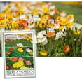 thumbnail image 1 of Ballerina California Poppy Mix - California Poppies, 1000+ Flower Seeds Per Packet Scientific Name Eschscholzia californica, 85% Germination Rates, 99.3% Purity, 1 of 7