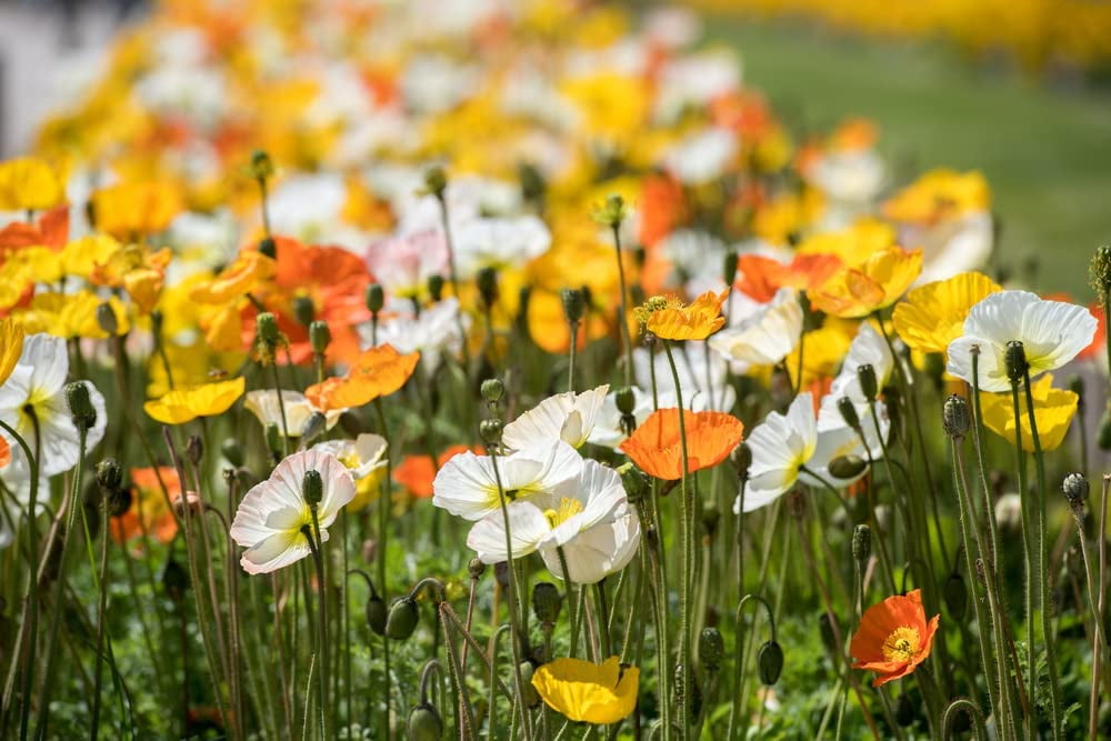 Ballerina California Poppy Mix California Poppies, 1000+ Flower Seeds