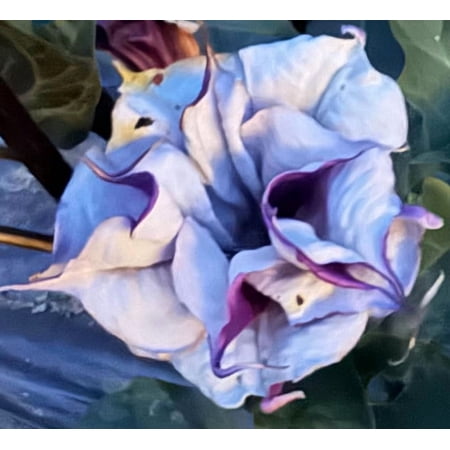 Ballerina Purple Datura Metel Moonflower Moon Lily Angel's Trumpet Flower Premium Seed Packet