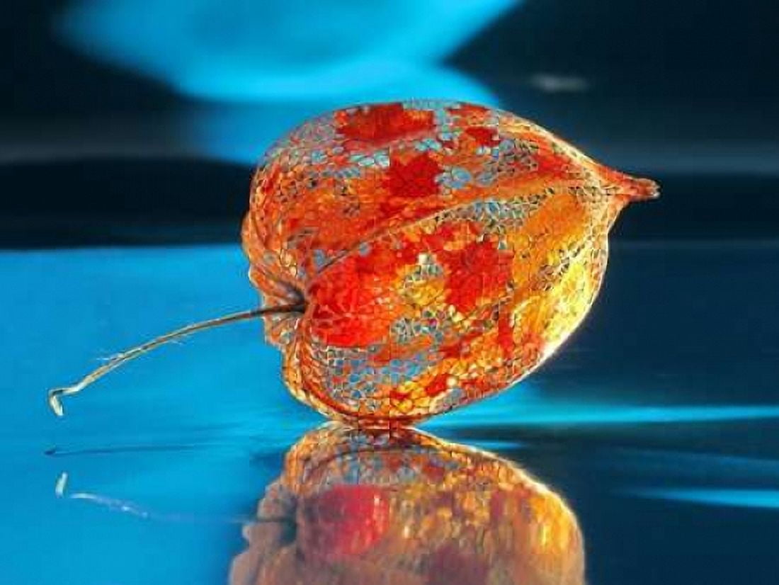 Ballonblume Canvas Art - Gerd Weissing (18 x 24)