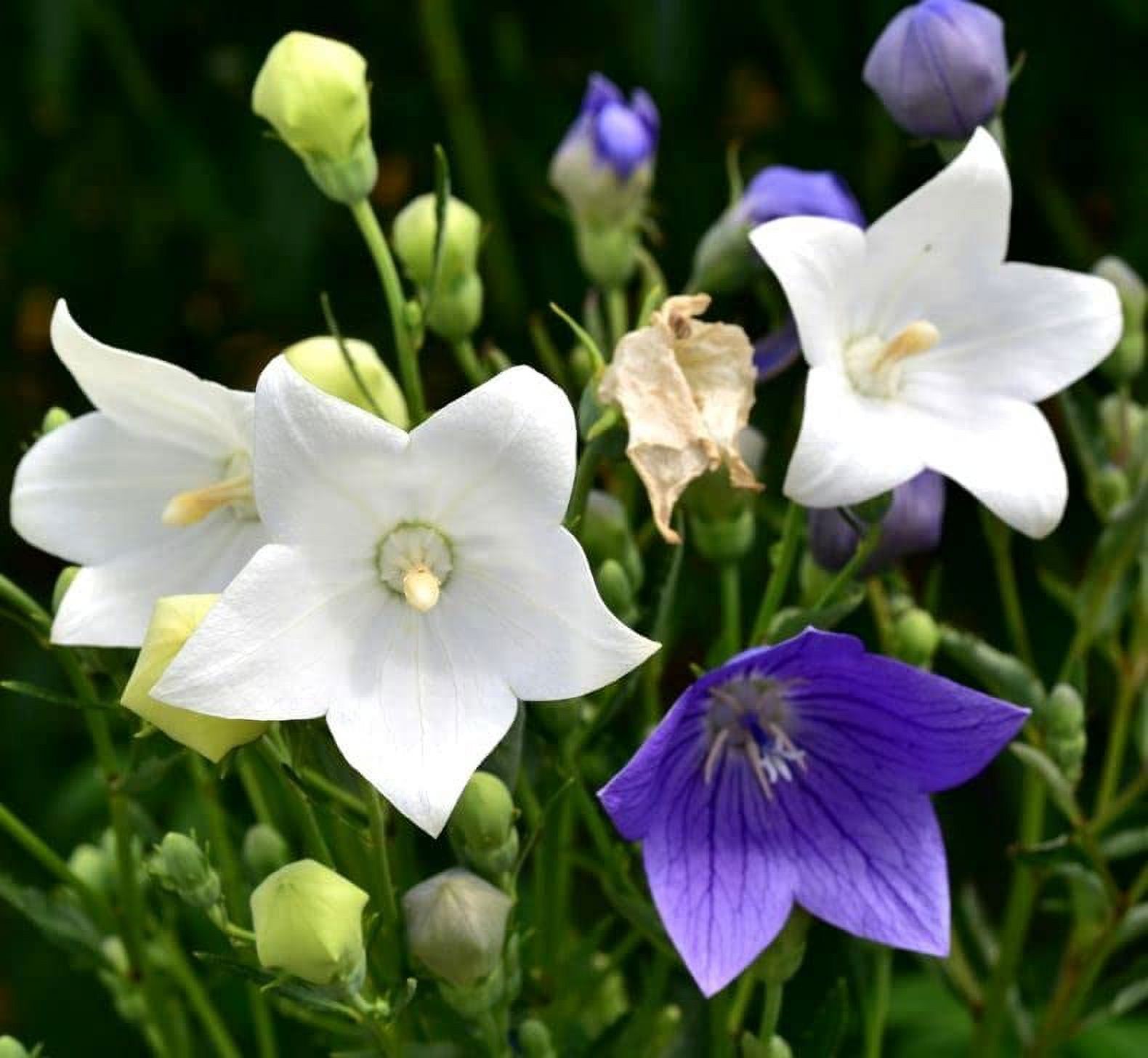 Balloon Flower Seed Mix White and Blue Chinese Bellflower Japanese