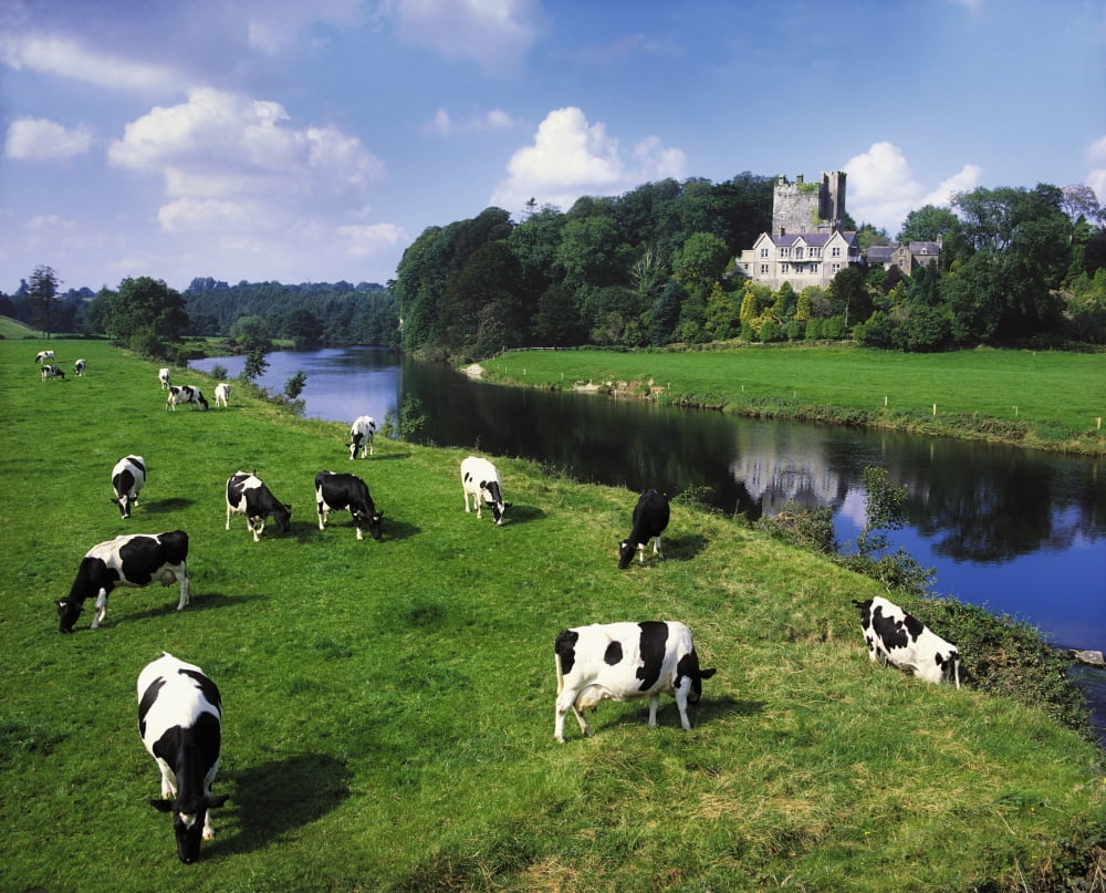 Ballyhooley Co Cork Ireland Friesian Cattle Canvas Art - The Irish Image Collection Design Pics (34 x 26)