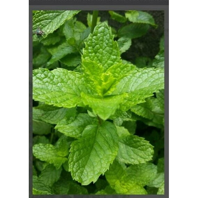 Balm of Gilead Spearmint LIVE Bareroot Organic Plant Culinary Aromatic