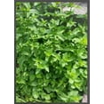 Balm of Gilead Spearmint LIVE Bareroot Organic Plant Culinary Aromatic
