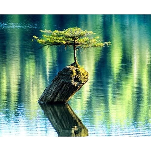 Balsam Fir Bonsai Tree Seeds - 30 Balsam Fir Seeds tp Plant (Abies balsamea) - Stunning Evergreen Bonsai