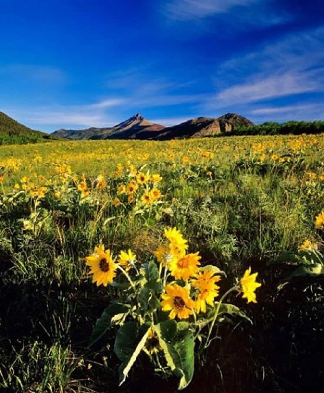 Balsamroot along the Rocky Mountain Front Waterton Lakes National Park Alberta Canada Canvas Art - Chuck Haney DanitaDelimont (25 x 30)