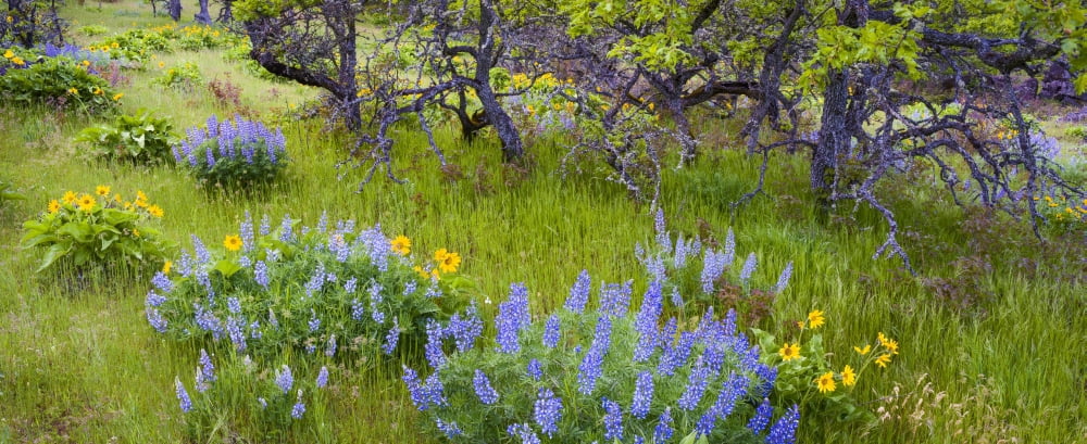 Balsamroot and lupine flowers below Oregon white oak trees Columbia River Gorge Oregon USA Canvas Art - Panoramic Images (27 x 9)