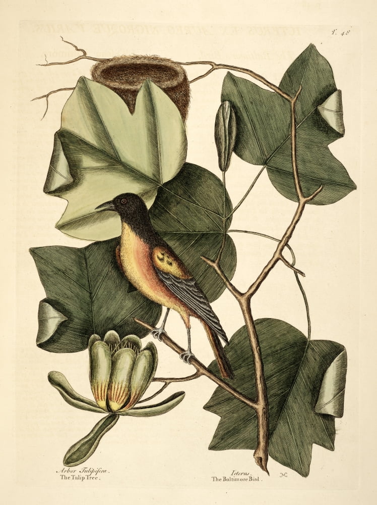 Baltimore Bird Canvas Art - Mark Catesby (24 x 36)