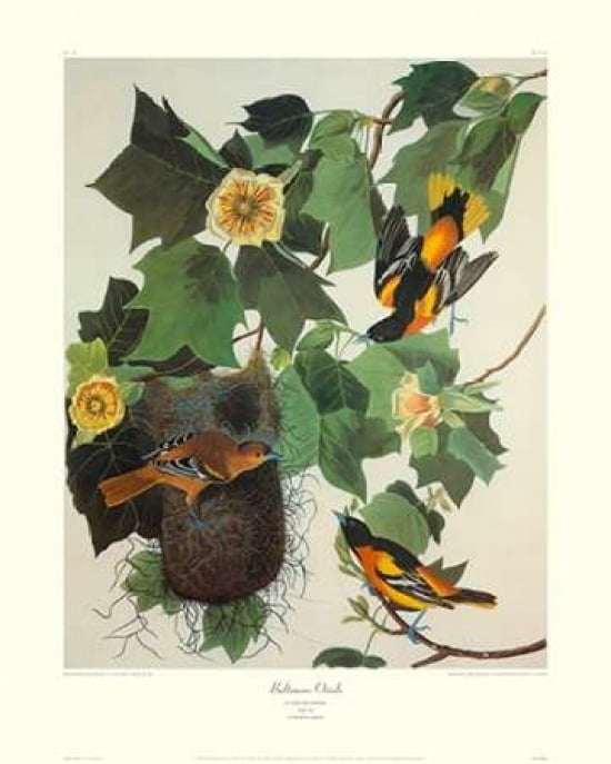 Baltimore Oriole (decorative border) Canvas Art - John James Audubon (24 x 30)
