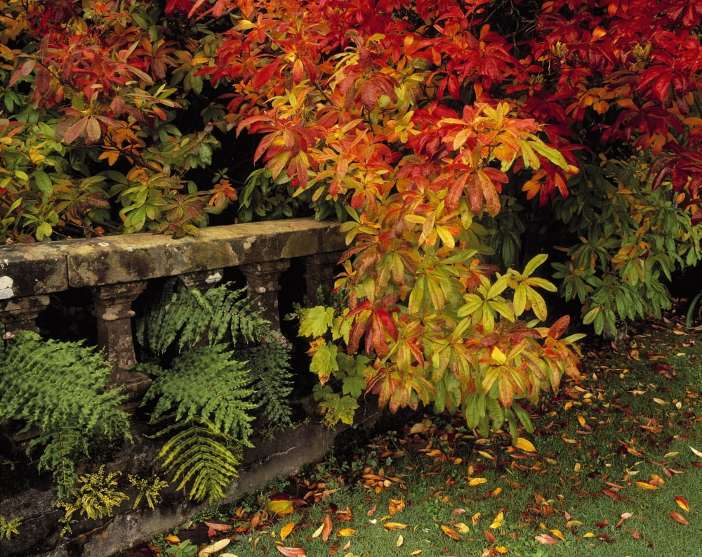 Balustrades & Autumn Colours Castlewellan Co Down Ireland Canvas Art - The Irish Image Collection Design Pics (16 x 12)