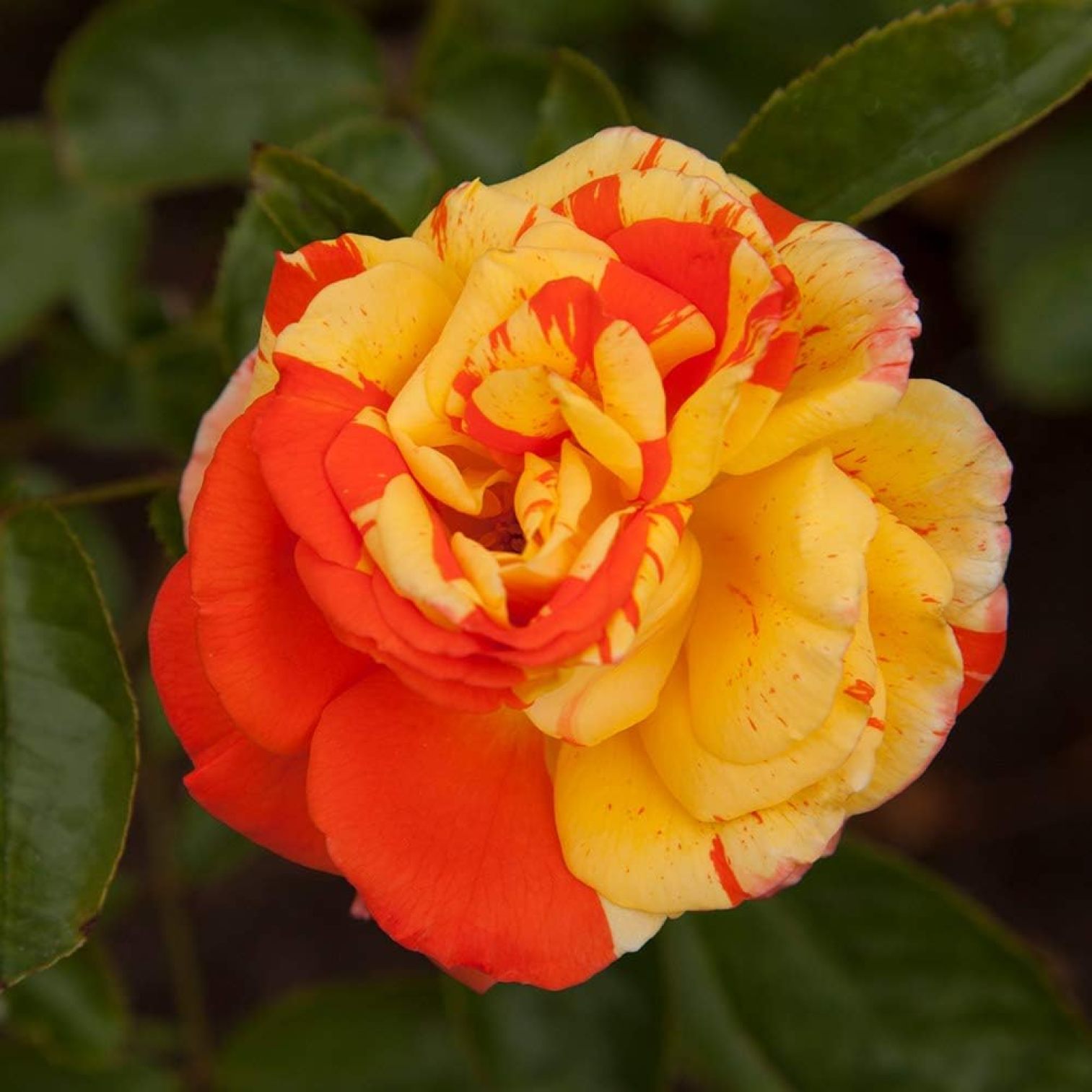 BalyFovin Rose Plant The Oranges 'n' Lemons Shrub Rose Bush, Live