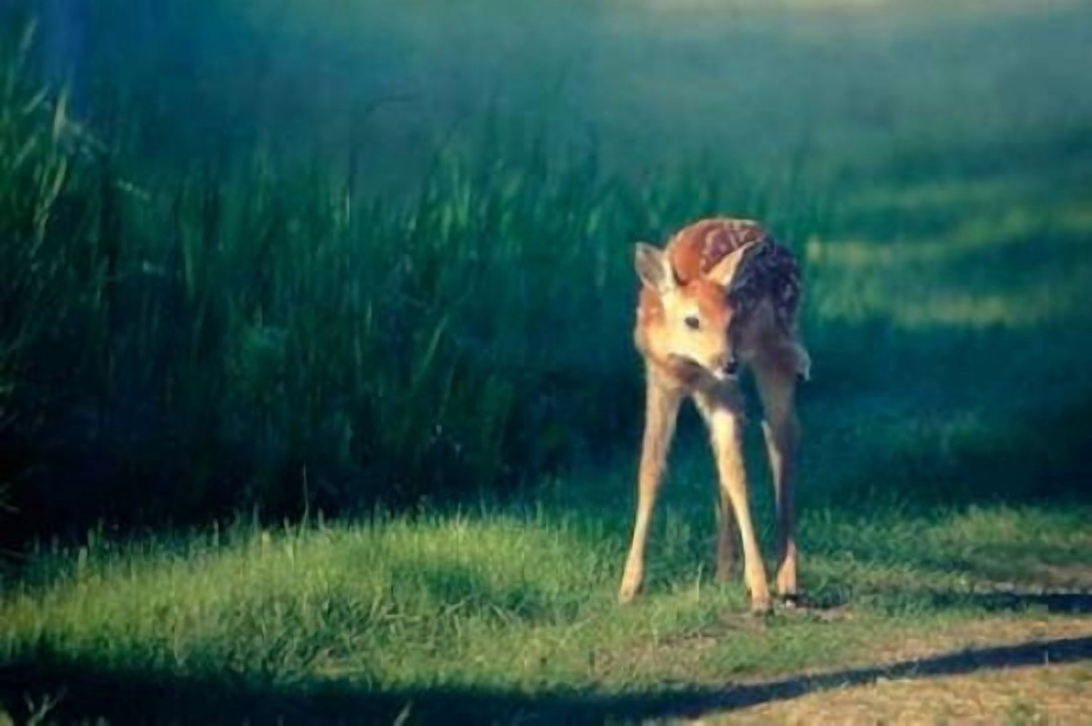 Bambi Canvas Art - Roberta Murray (24 x 36)
