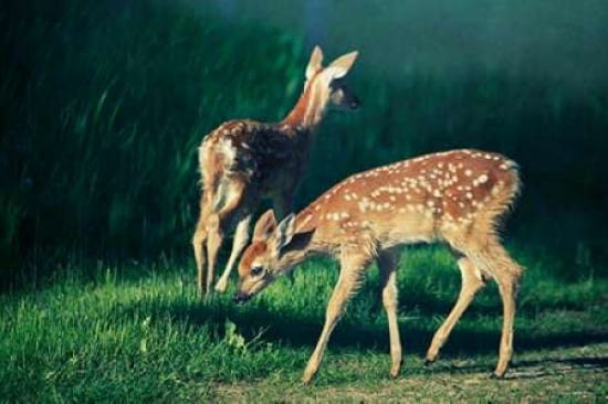 Bambi x 2 Canvas Art - Roberta Murray (24 x 36)
