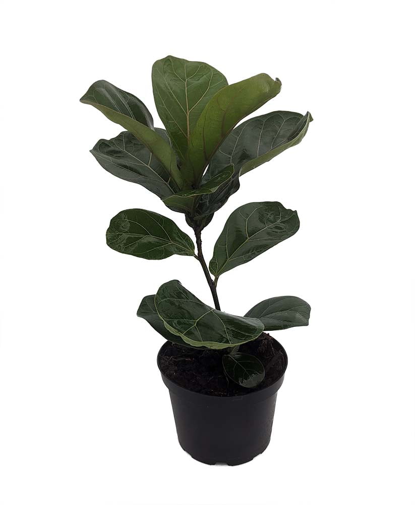 Bambino Dwarf Fiddleleaf Fig Tree Ficus 6 Pot Great Indoor Tree bambino-dwarf-fiddleleaf-fig-tree-ficus-6-pot-great-indoor-tree