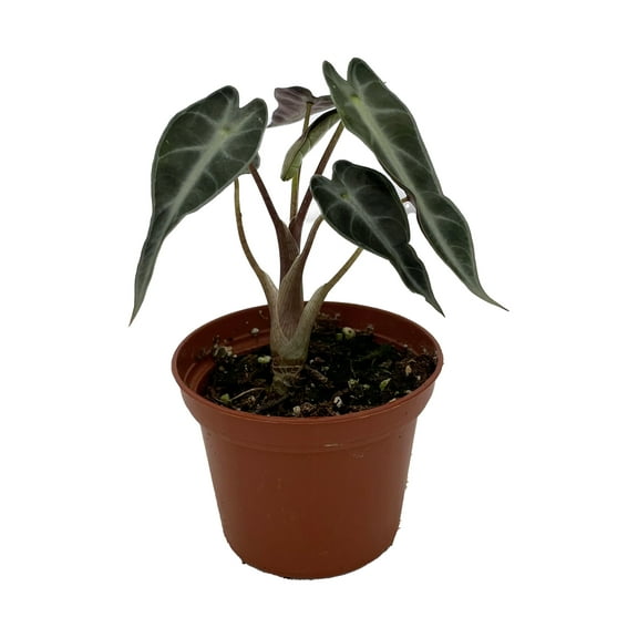Bambino African Mask Plant-Fairy-Alocasia Dwarf-Houseplant - 2.5" Pot