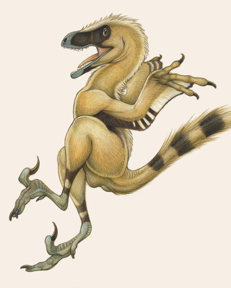 Bambiraptor a bird-like dromaeosaurid dinosaur Canvas Art - H Kyoht LutermanStocktrek Images (13 x 16)