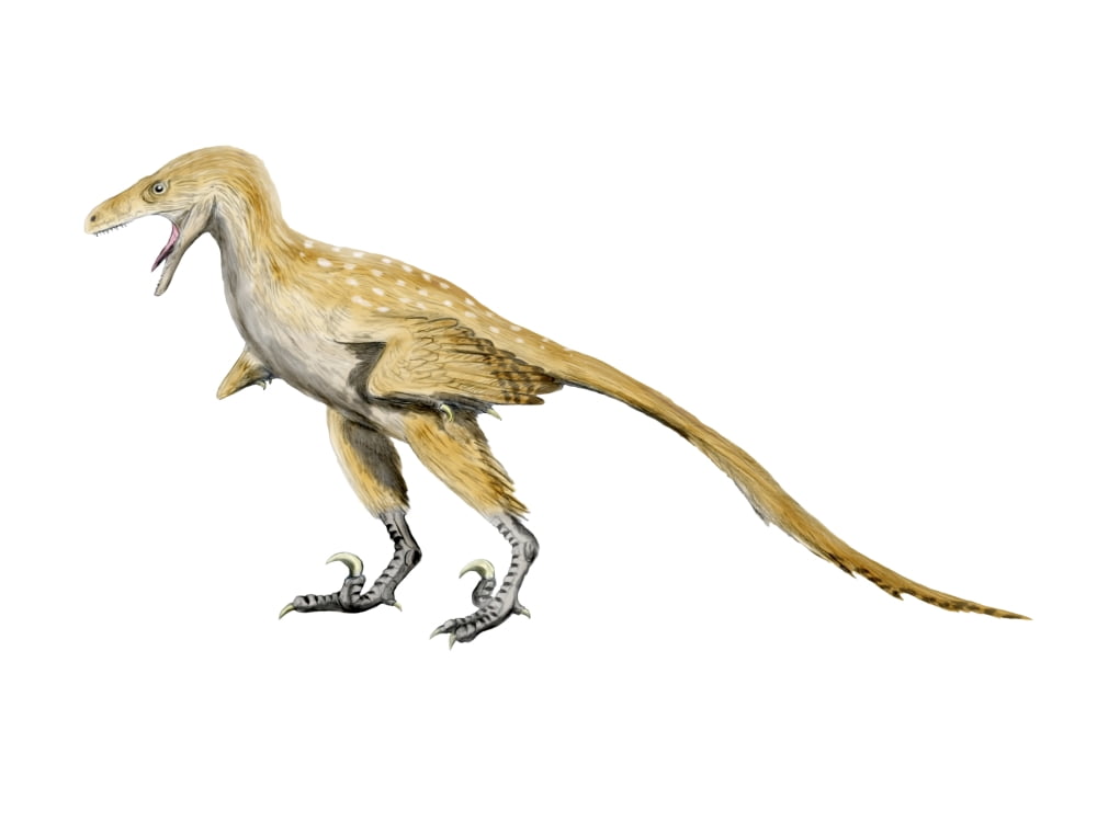 Bambiraptor dinosaur Canvas Art - Nobumichi TamuraStocktrek Images (17 x 13)