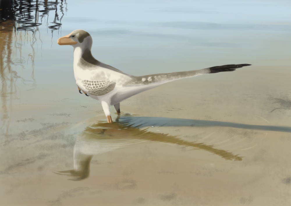 Bambiraptor feinbergi standing in shallow water Canvas Art - Michele DessiStocktrek Images (17 x 12)