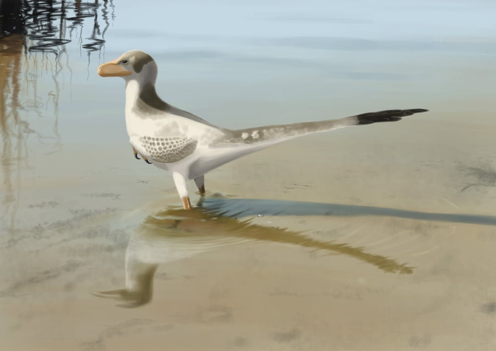 Bambiraptor feinbergi standing in shallow water Canvas Art - Michele DessiStocktrek Images (34 x 24)