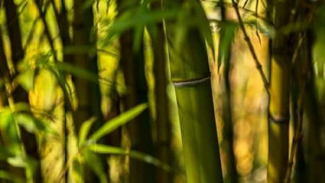 Bamboo Afternoon I Canvas Art - Rita Crane (24 x 36)