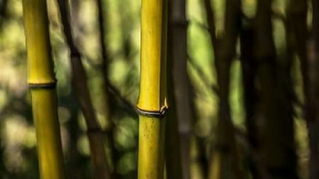 Bamboo Afternoon III Canvas Art - Rita Crane (12 x 18)