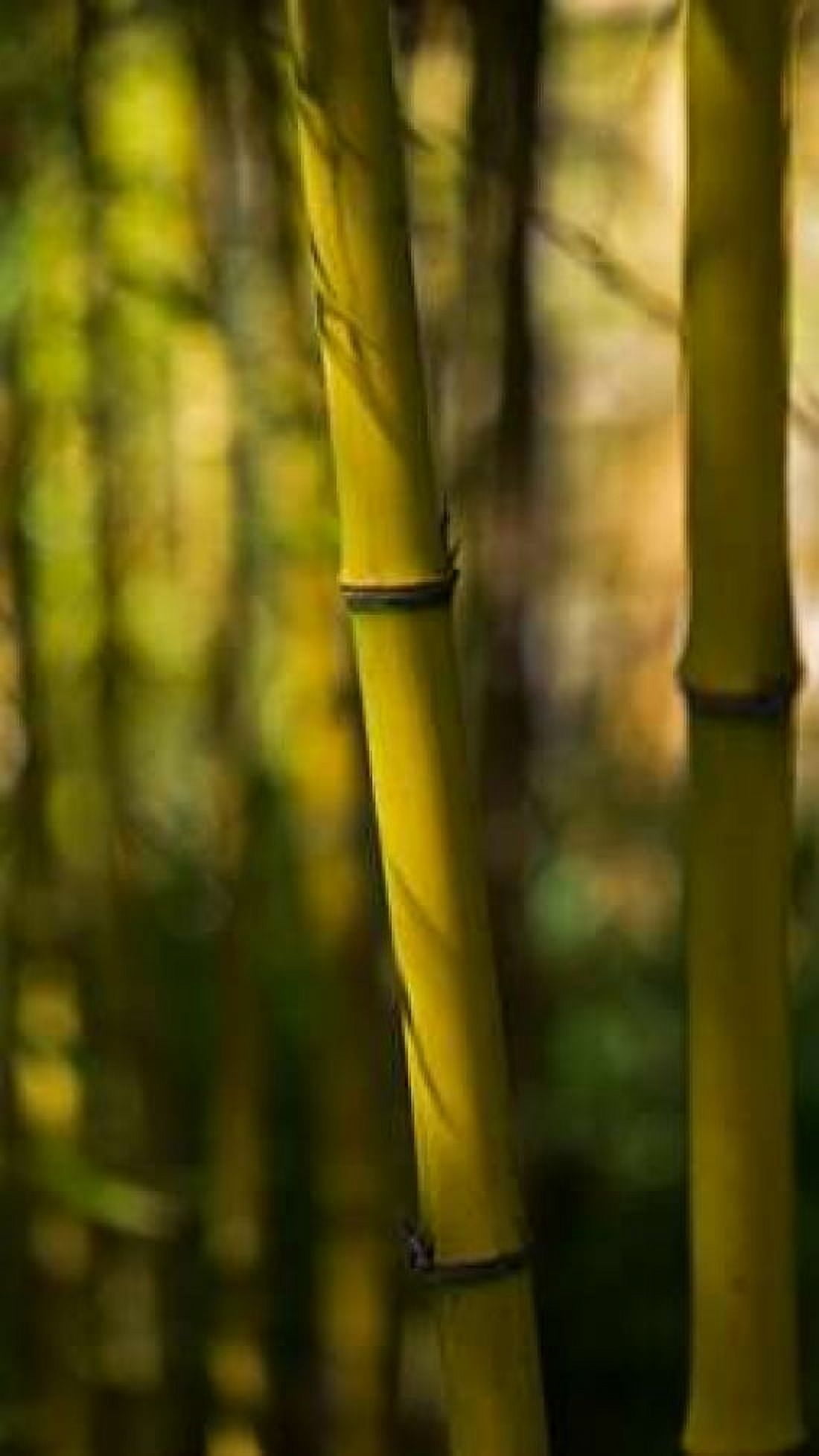 Bamboo Afternoon VII Canvas Art - Rita Crane (24 x 36)
