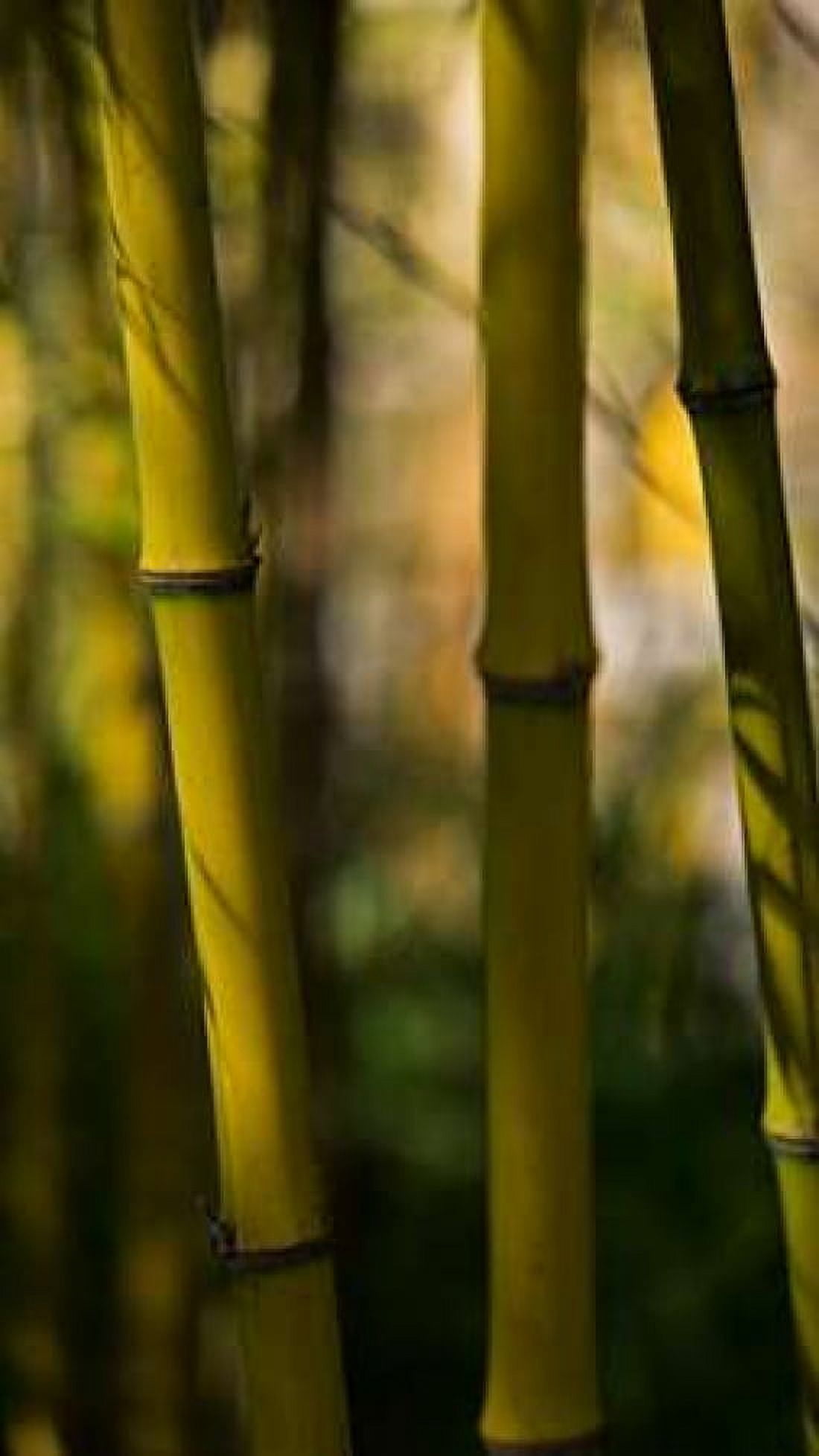 Bamboo Afternoon VIII Canvas Art - Rita Crane (24 x 36)