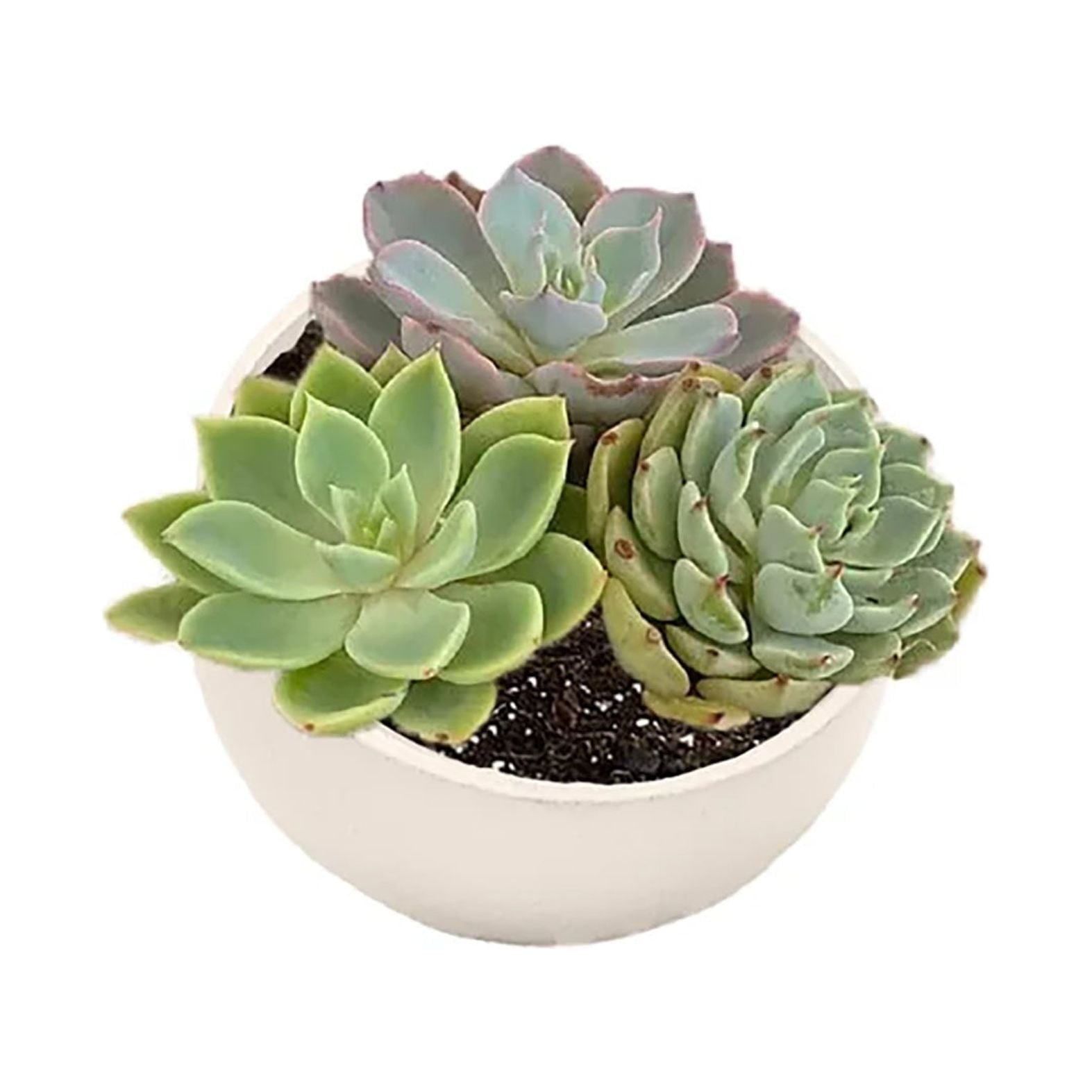 Cream 7" Orbital Bamboo Planter for Succulents